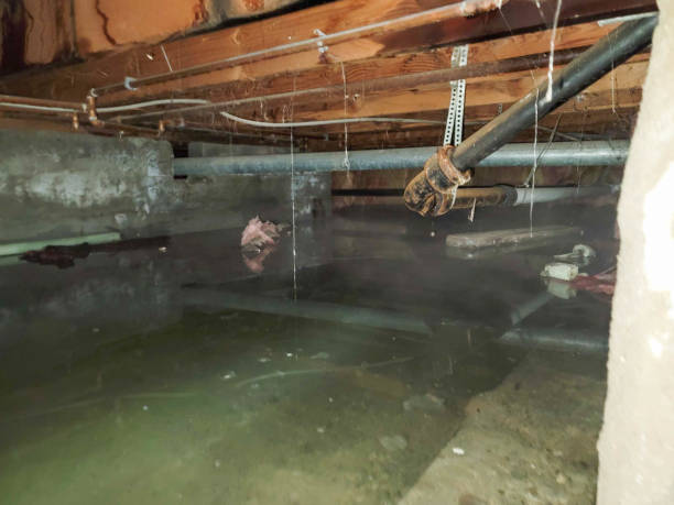 Best Water damage restoration near me  in Mesa, AZ